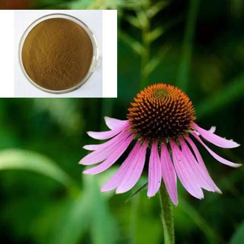 Echinacea Extract