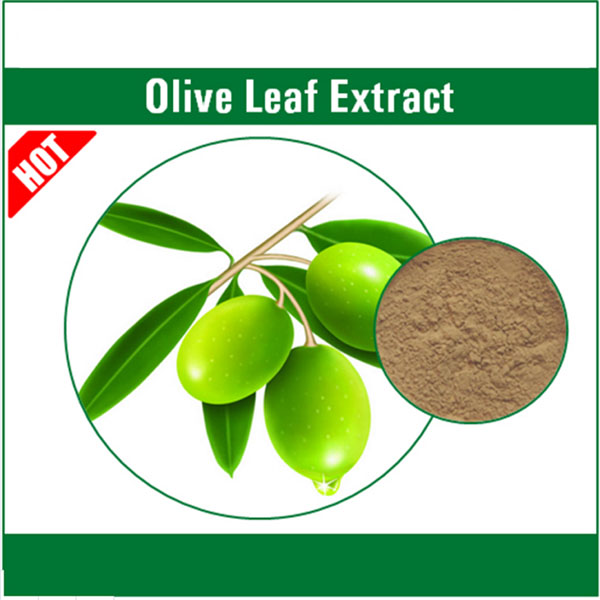 Olive Leaf Extract Hydroxytyrosol 10%