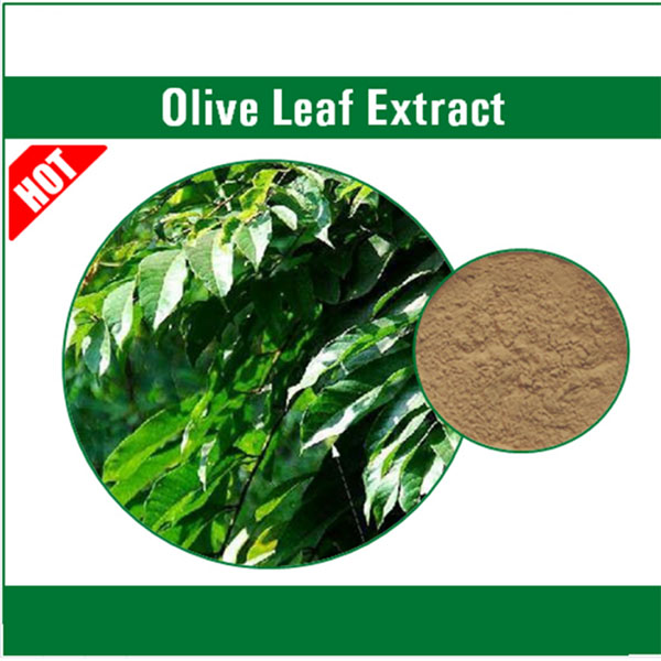 10% Hydroxytyrosol From Olive Leaf Extract