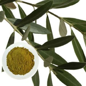 Olea Europaea L. Powder