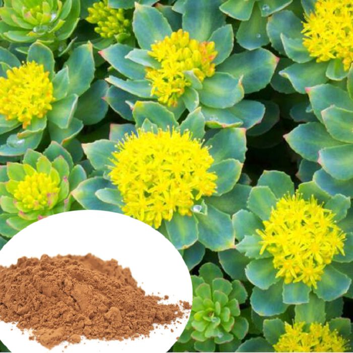 Rhodiola Crenulata Extract